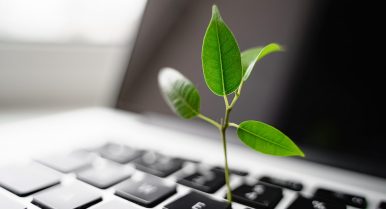 green plant on computer keyboard